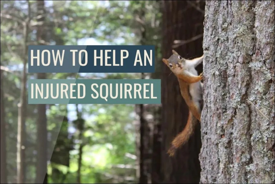 What To Do If You Find An Injured Squirrel (Step By Step