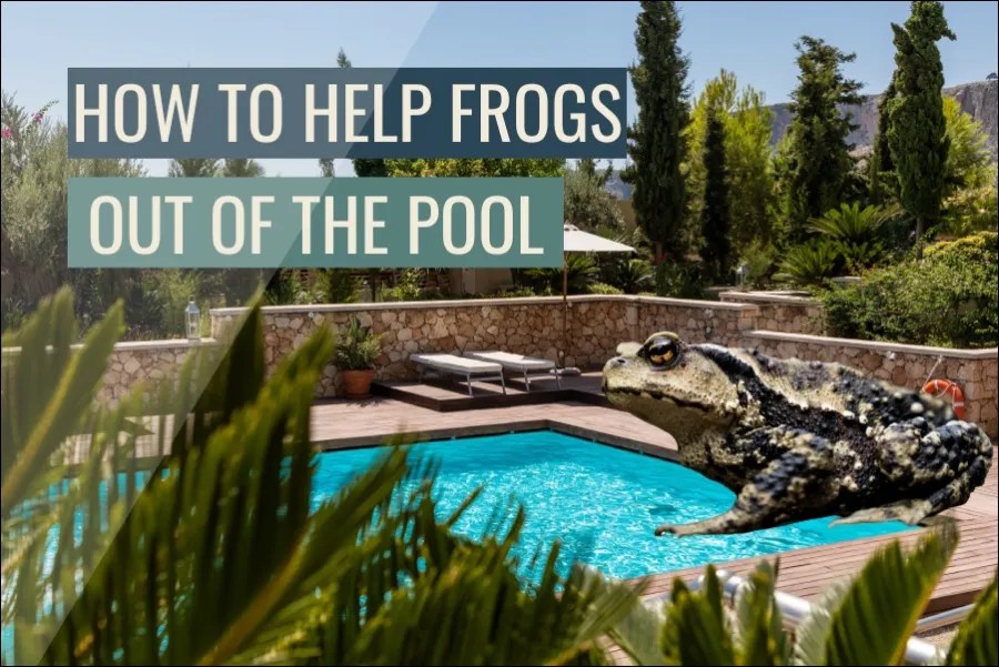How To Help Frogs Get Out Of The Pool (Answered)