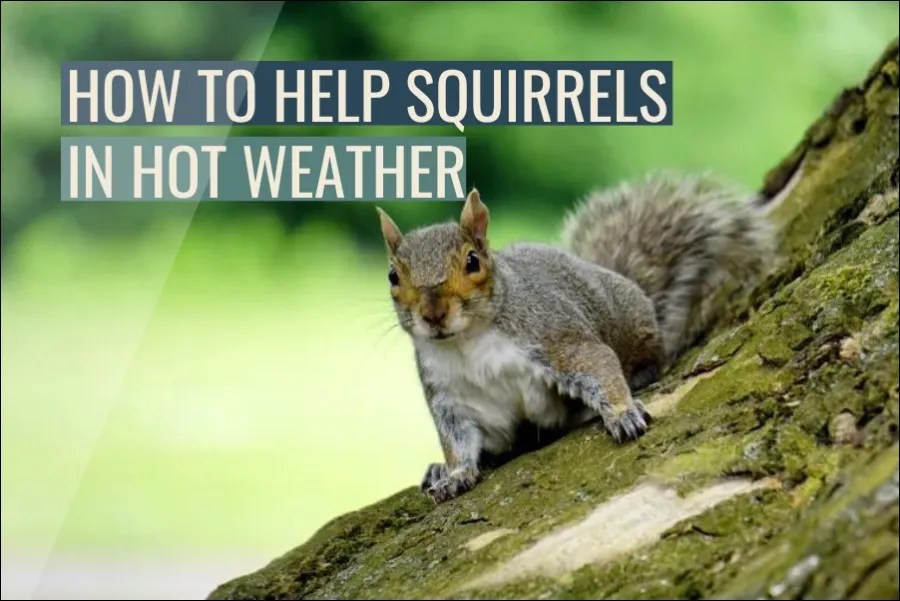 How To Help Squirrels In Hot Weather (Answered)