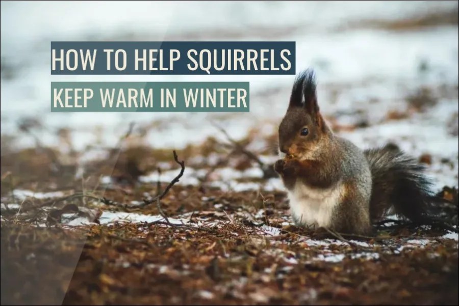 How To Help Squirrels Stay Warm In Winter