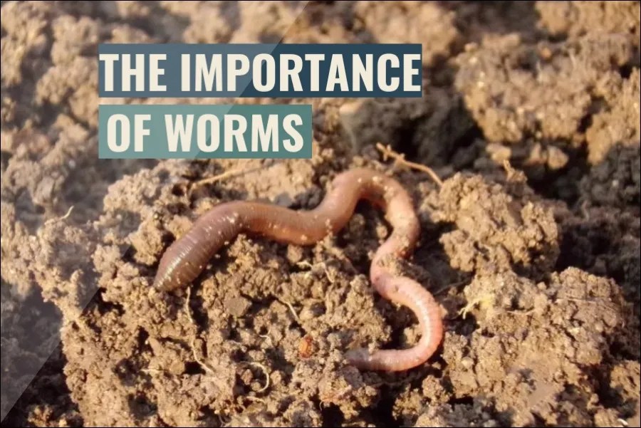 Why Are Worms Important? (Must Read)