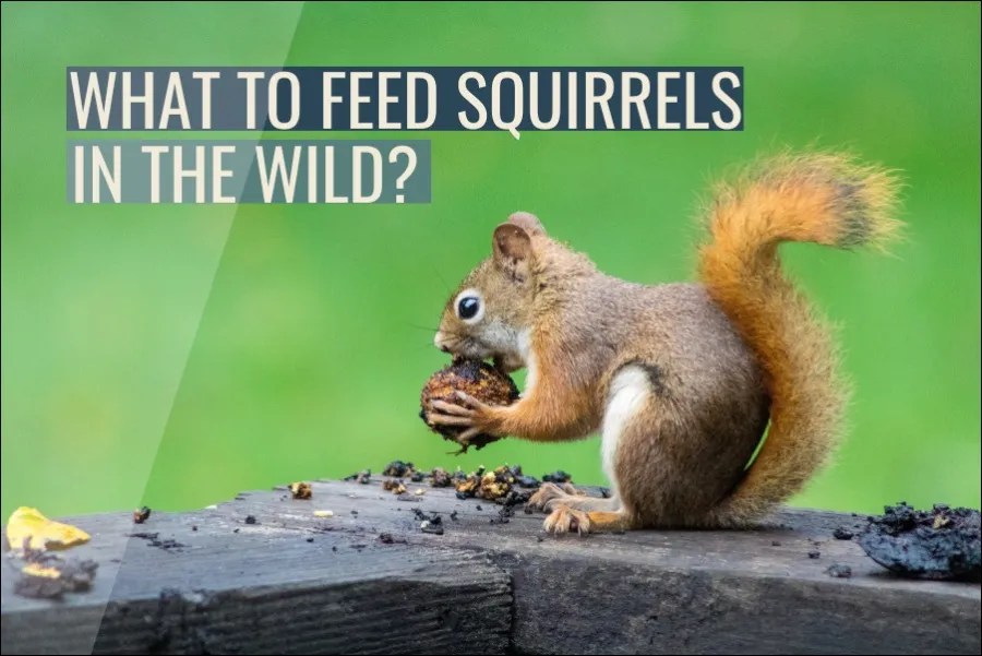 What To Feed Squirrels In The Wild? Guide)