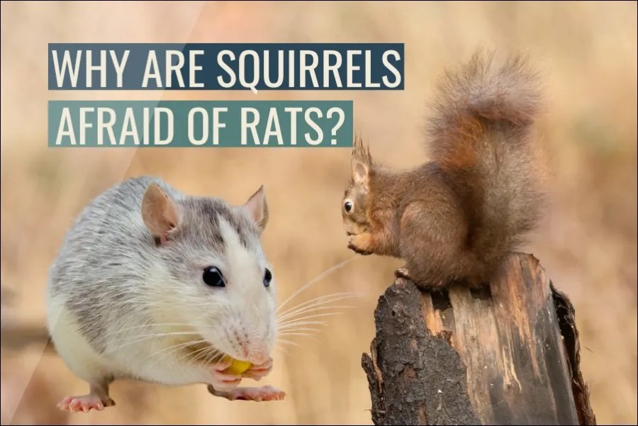Why Are Squirrels Scared Of Rats? (Explained)