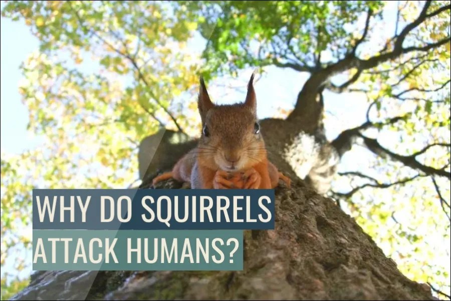 Why Do Squirrels Attack People?