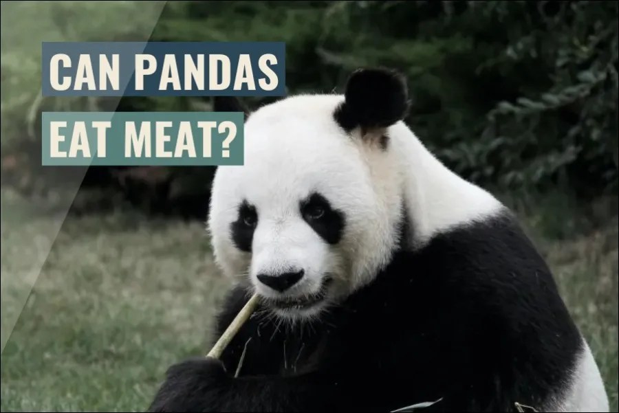Can Pandas Eat Meat? (Explained)