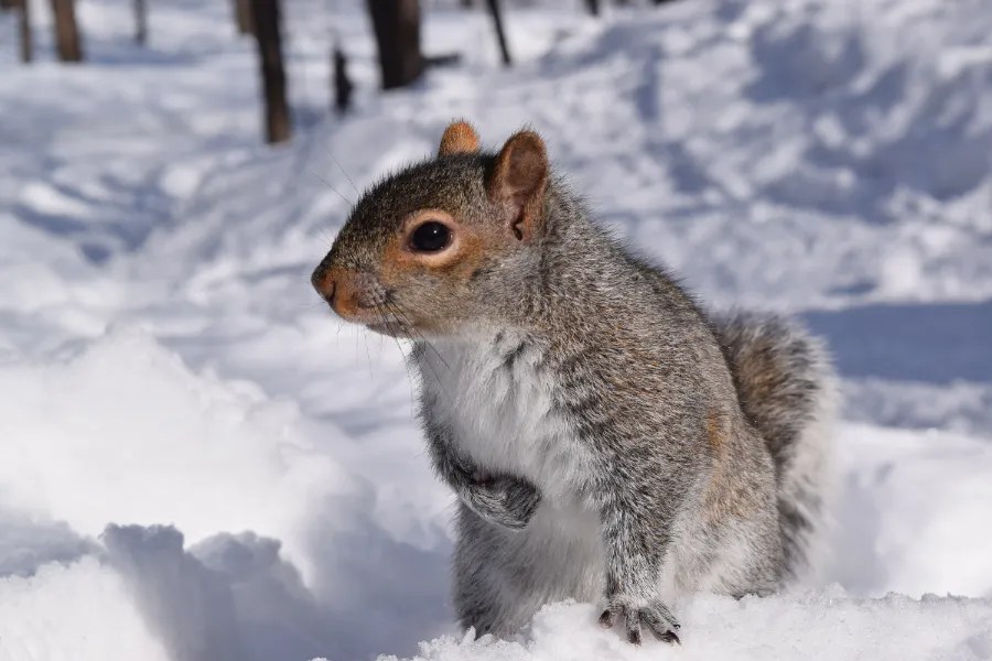 How To Help Squirrels Stay Warm In Winter