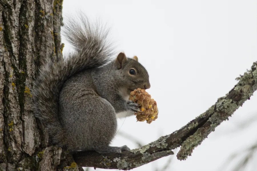 How To Help Squirrels Stay Warm In Winter
