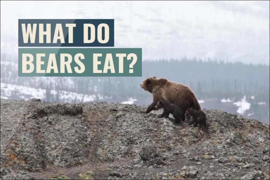 What Do Bears Eat? (Answered)