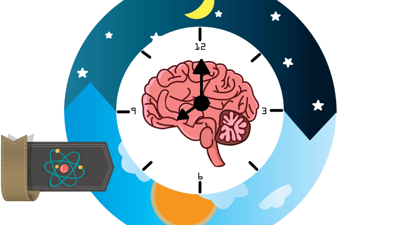 What Happens To the Brain While Sleeping? How To Improve Sleep