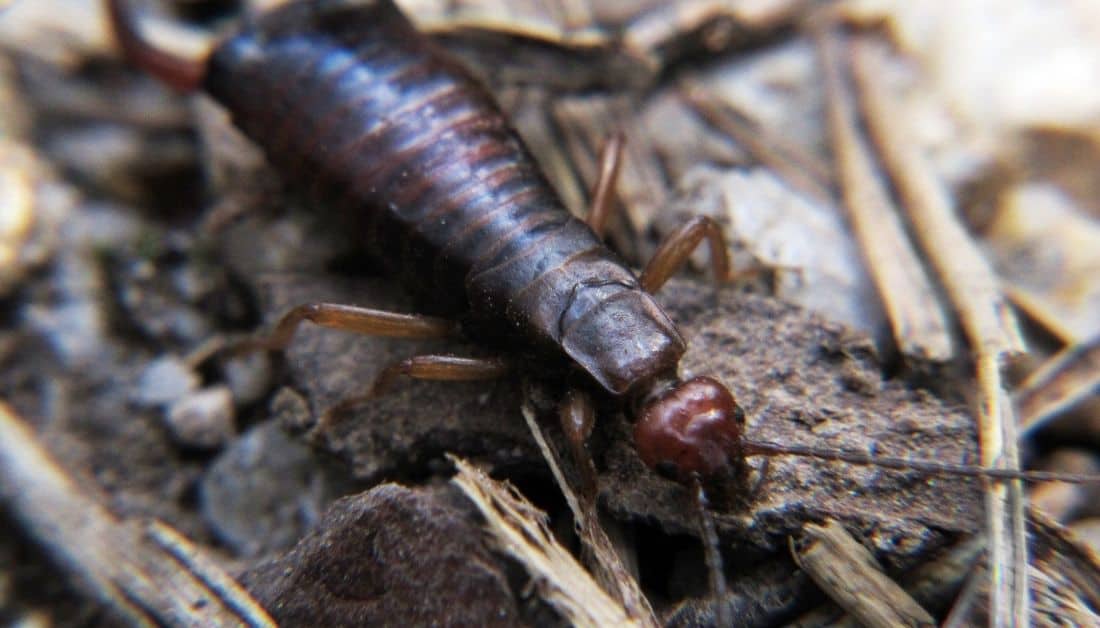Revealed, Why Are Earwigs In Your House? And Easy Solutions