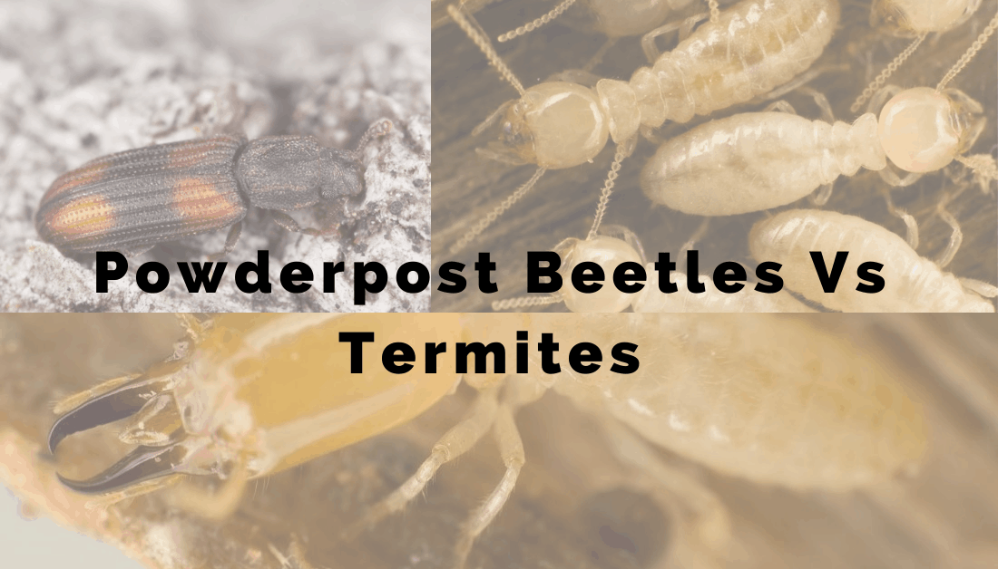 Powderpost Beetles Vs. Termites A Layman's Ultimate Guide