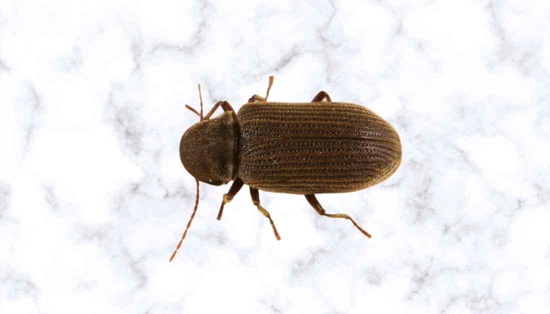 Powderpost Beetles Vs. Termites A Layman's Ultimate Guide