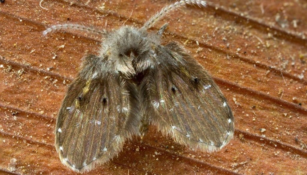 Tiny Black Bugs In Florida Homes No One Talks About