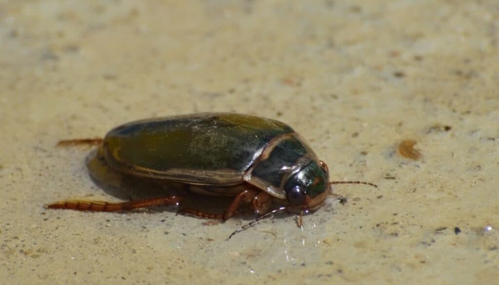 10 Types Of Swimming Pool Bugs And 7 Steps To Get Rid Of Them