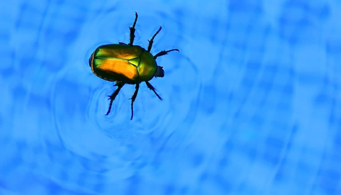 Little Worms In Pool