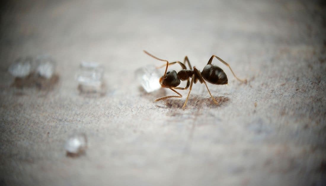 Grease Ants Vs. Sugar Ants 6 Unusual Differences