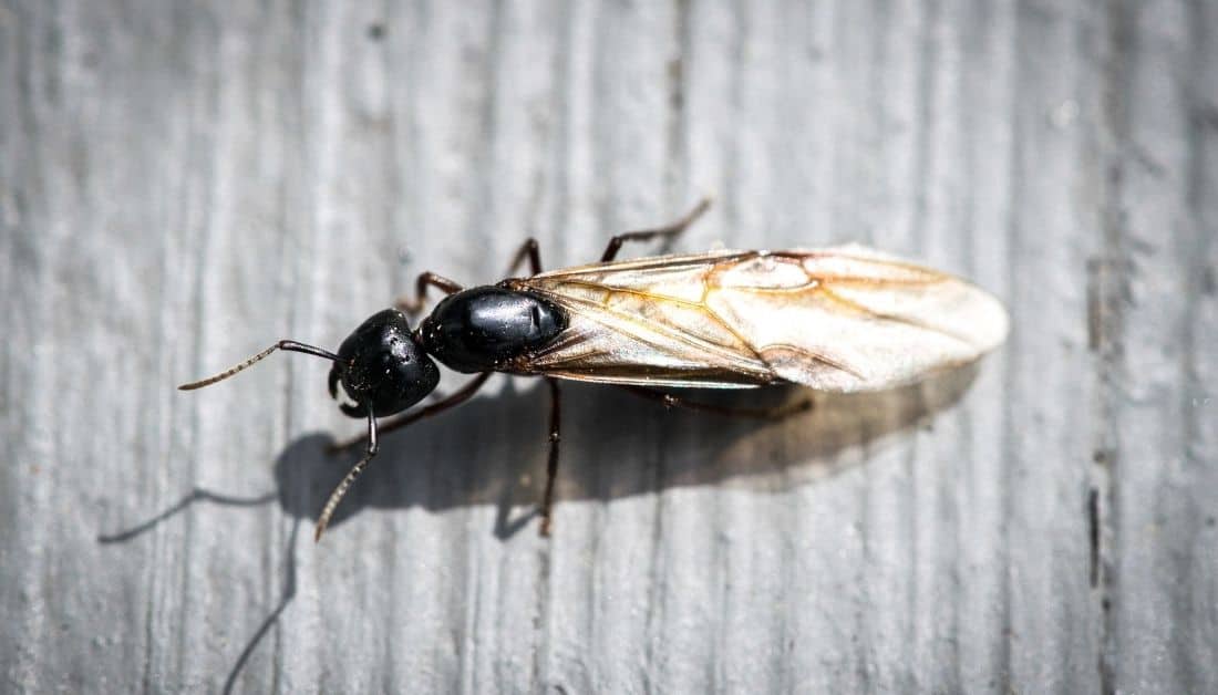 Clusters Of Ants In Pool 5 Easy Ways To Kill Them