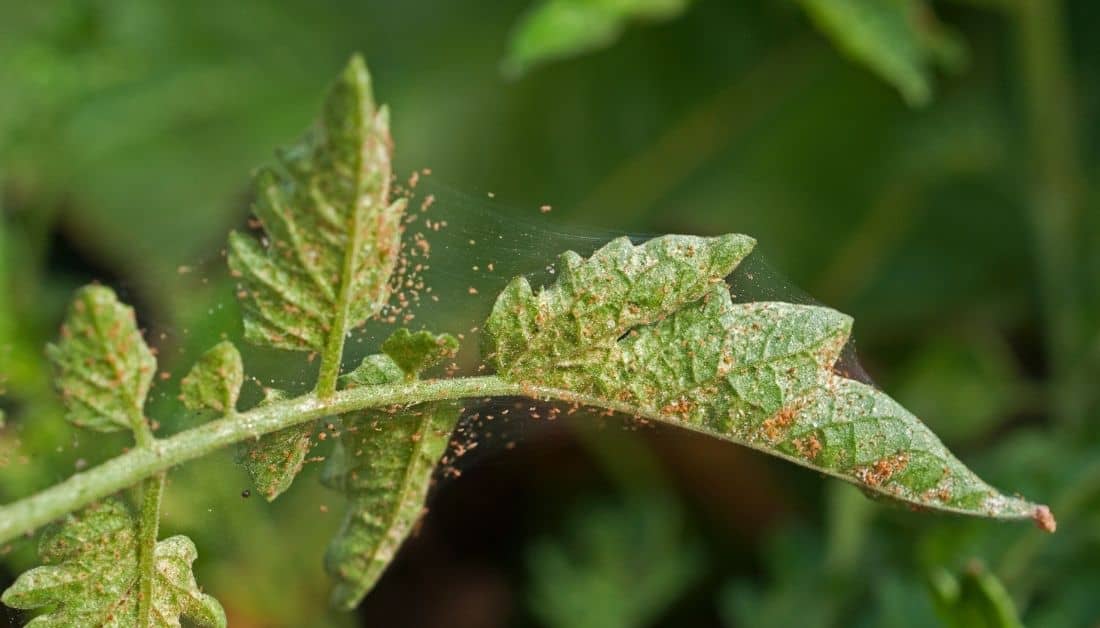 5 Early Signs Of Spider Mites That You Must Never Ignore
