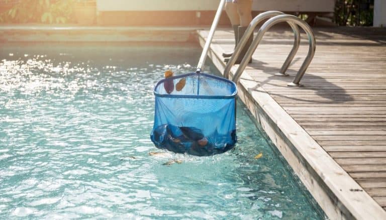 Destroy Mosquito Eggs In Pool In 8 Easy Steps
