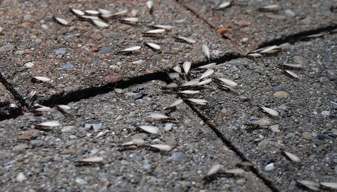 Do Flying Termites Eat Wood? Or They Don't? Find Out Now