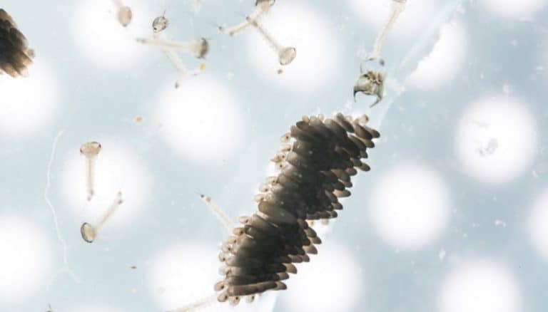 Destroy Mosquito Eggs In Pool In 8 Easy Steps