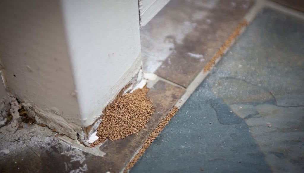 Treating Termites In Ceiling Shelly Lighting