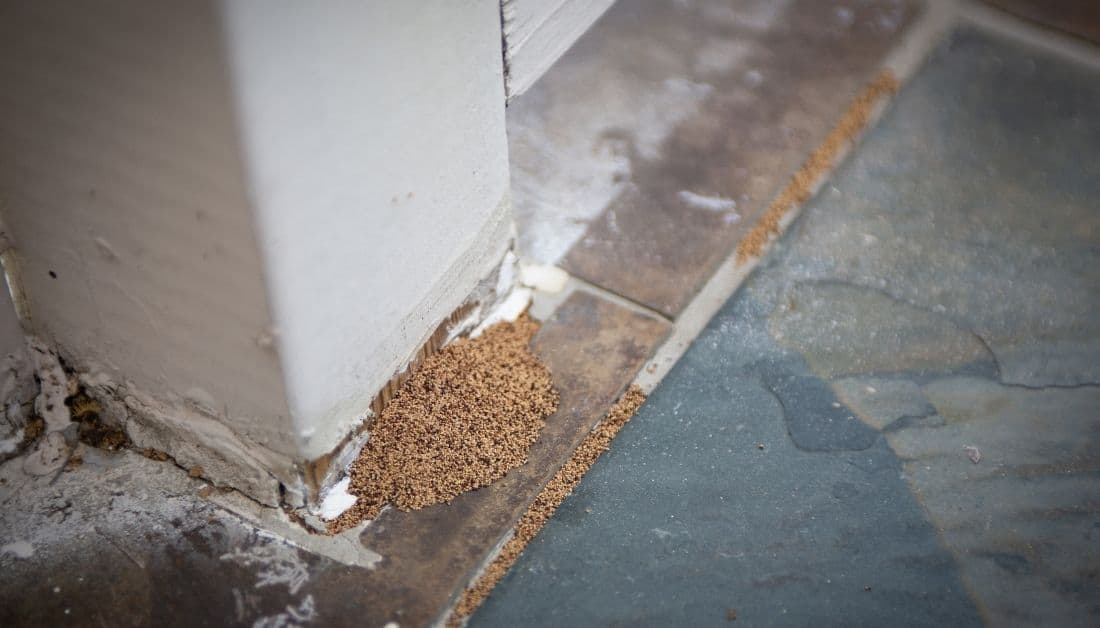 Why Termite Droppings From The Ceiling Should Make You Lose Your Sleep