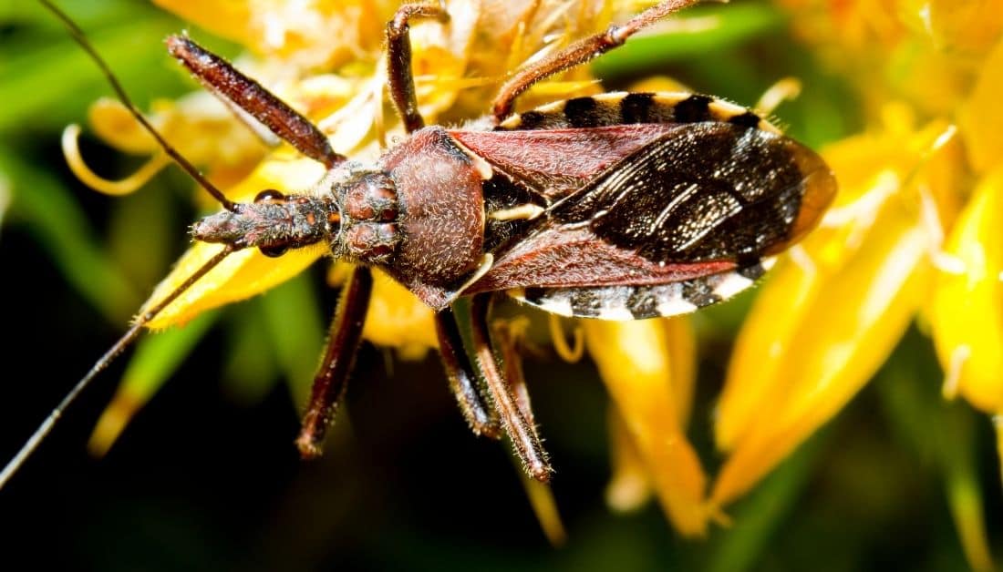 9 Bugs That Look Like Kissing Bugs (With Pictures)