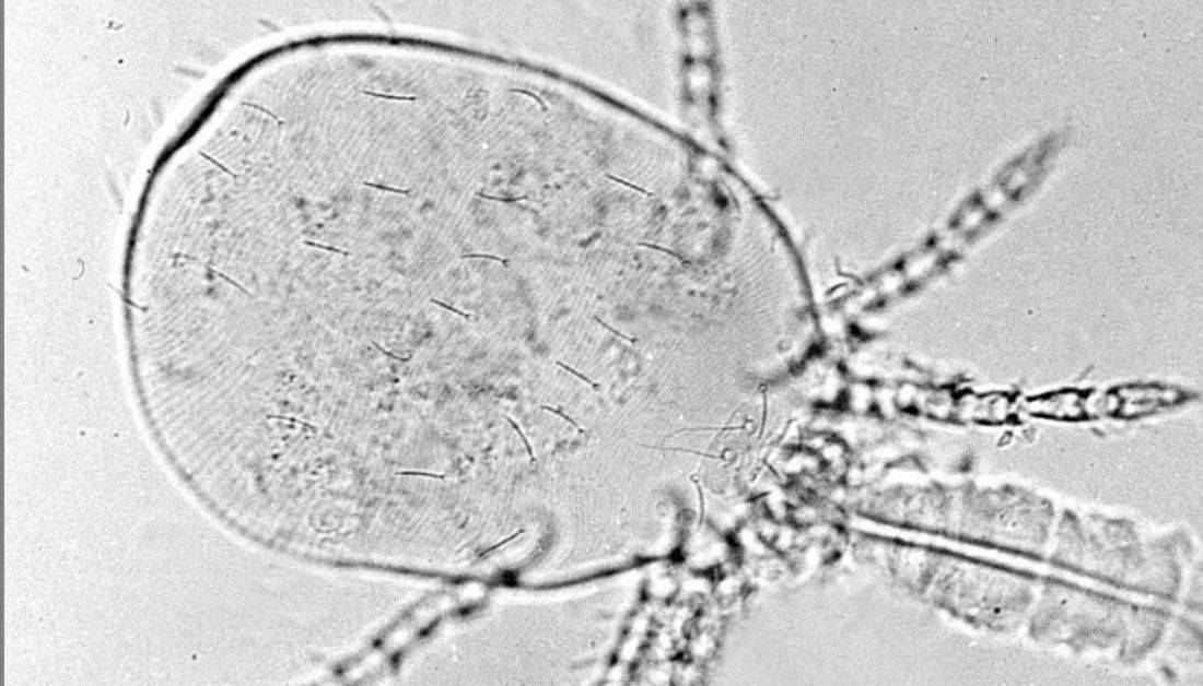 10 Biting Bugs In Tennessee That All Tennessee Residents Must Beware Of