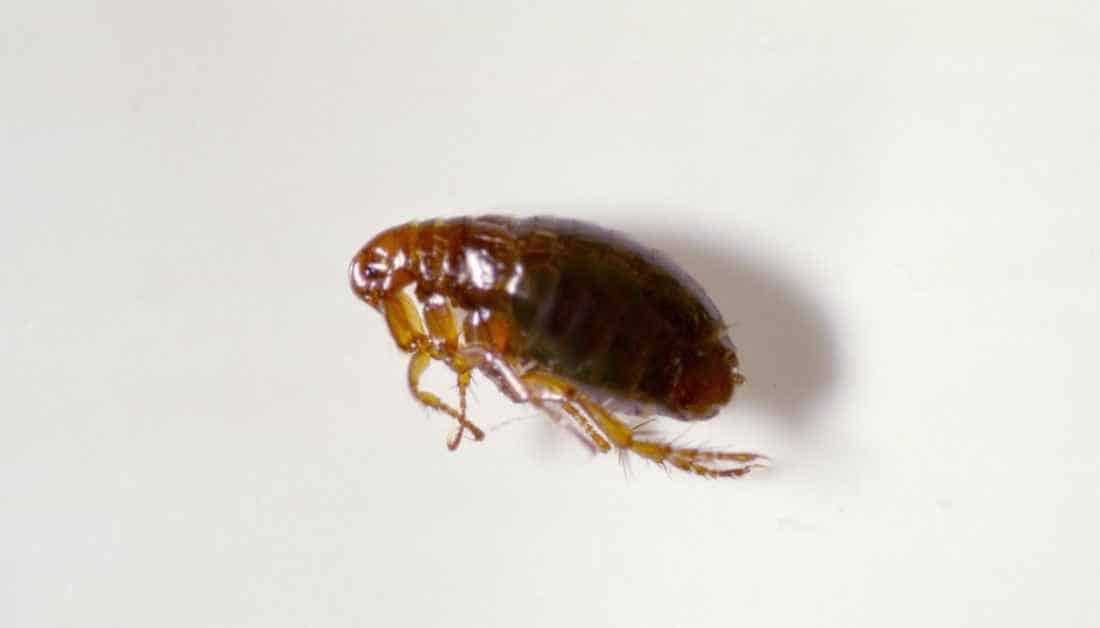 Is One Flea A Problem? Can It Cause A Severe Infestation?