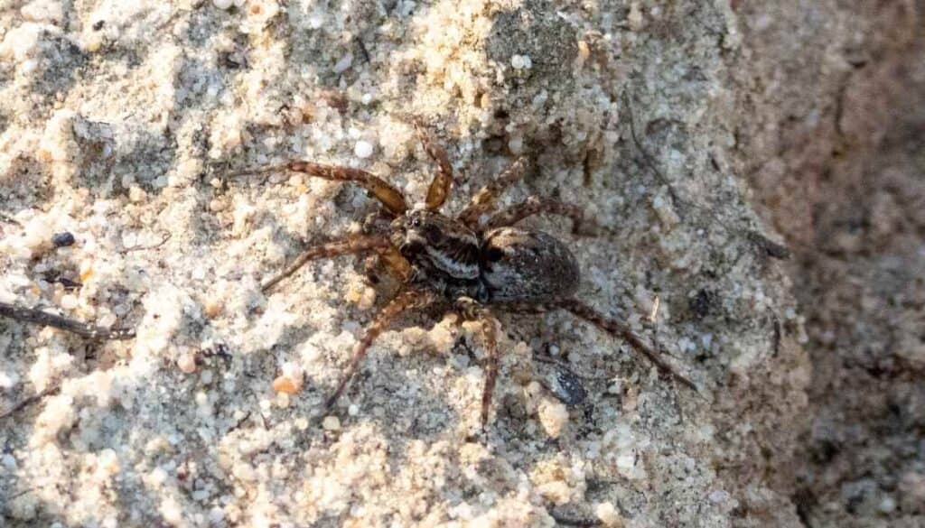 9 Tiny Bugs In The Sandbox And How To Get Rid Of Them, Forever