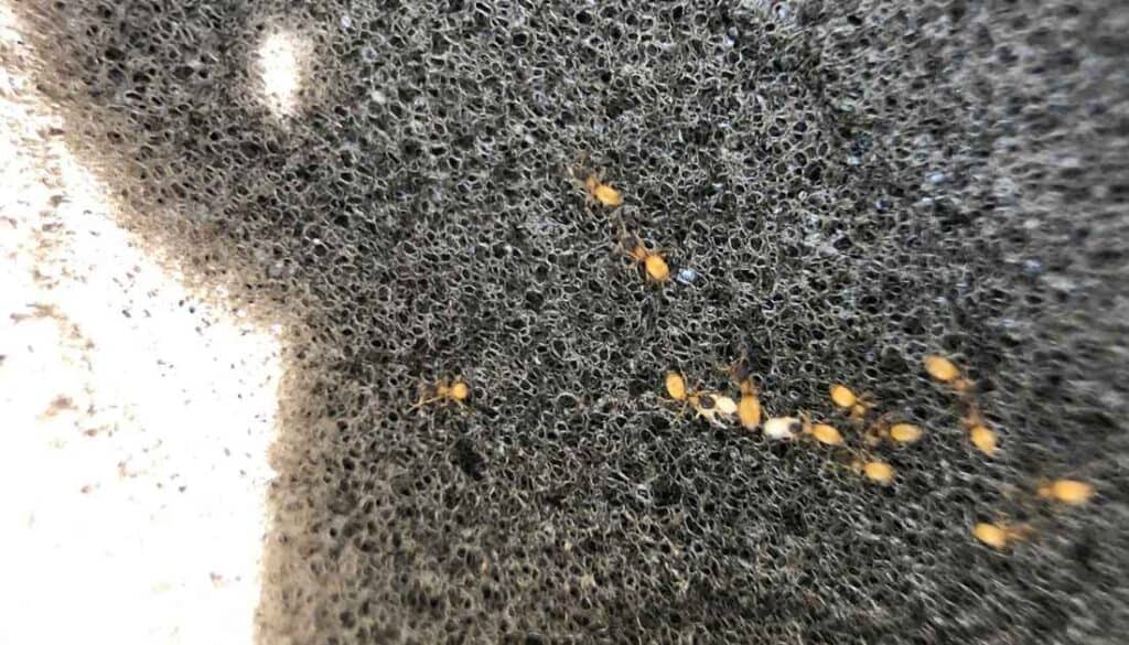 How To Get Rid Of Ants In The Car? Step-By-Step Guide