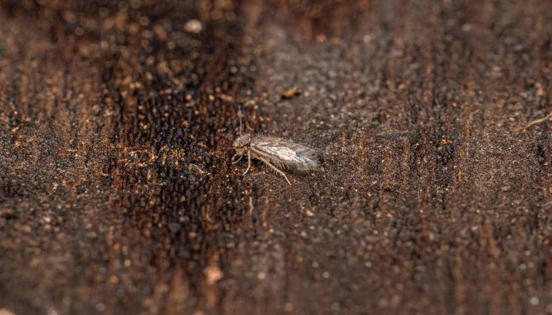 5 Tiny White Bugs On Garbage Cans