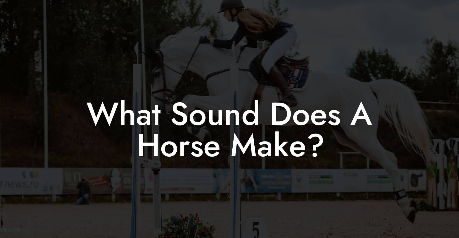 What Sound Does A Horse Make? How To Own a Horse