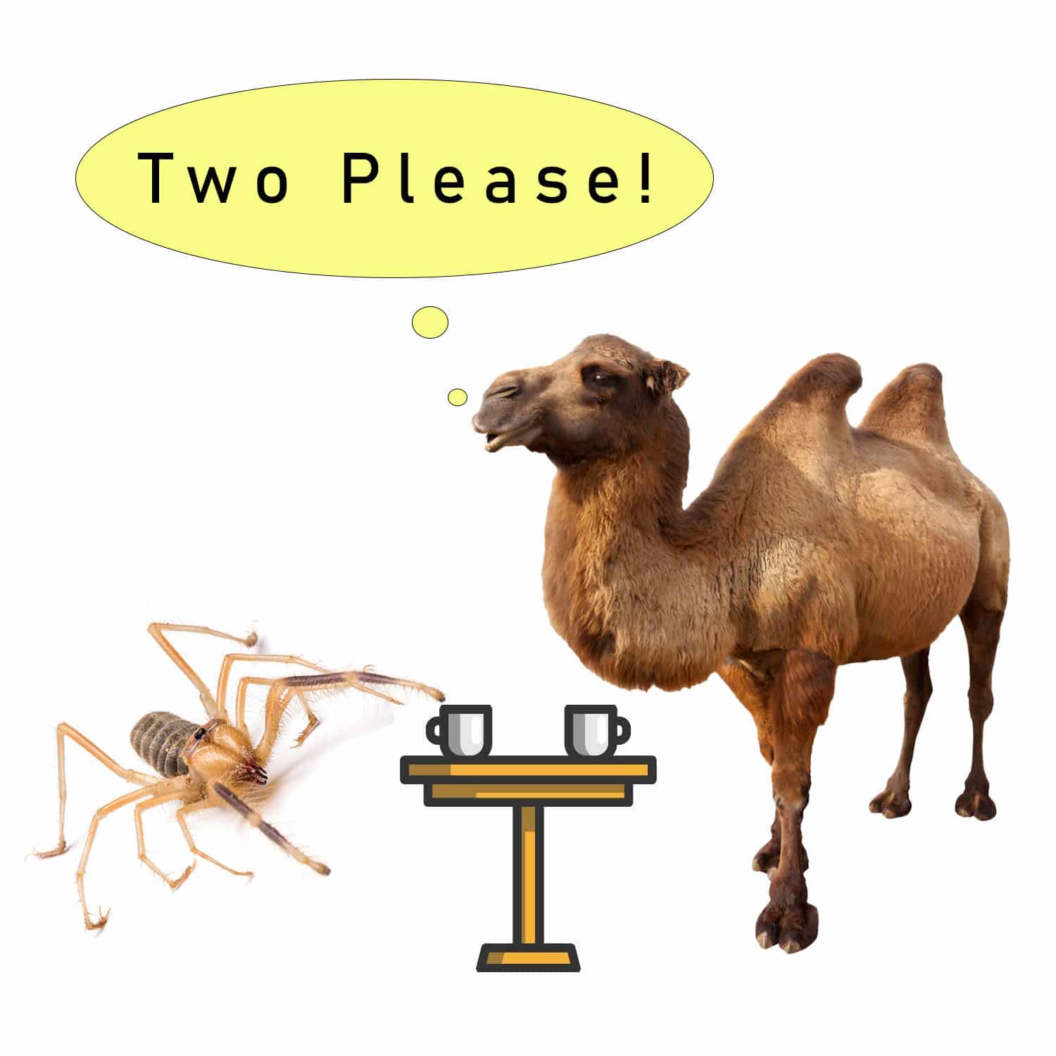 One Hump or Two? Camel Spiders How To Pest