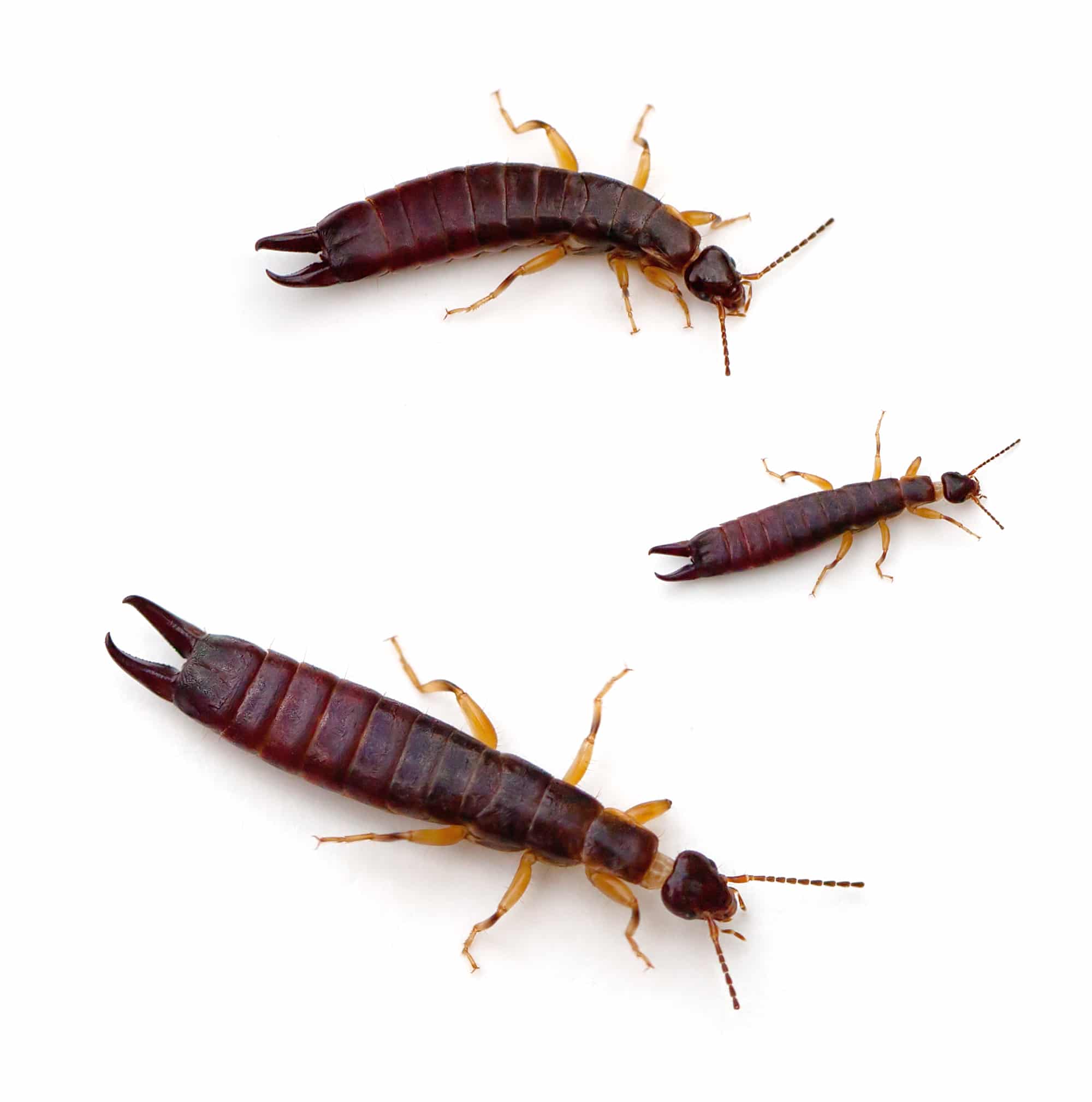I Like Big Butts...Earwigs How To Pest
