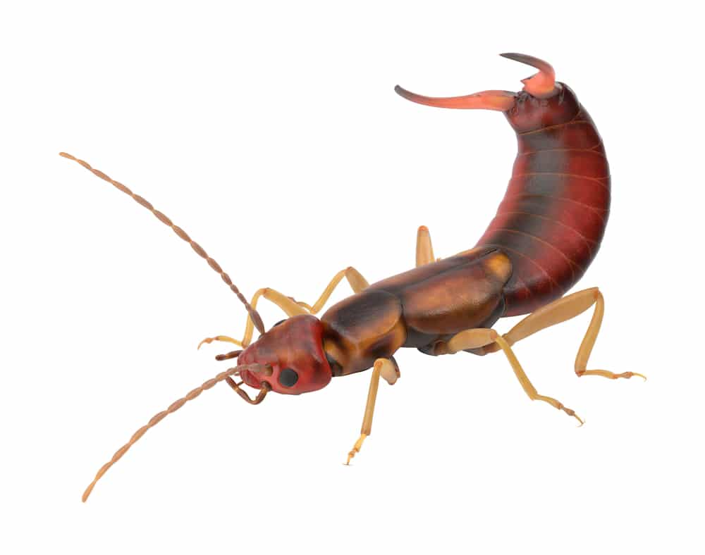 Earwig Control What You Need to Know! How To Pest
