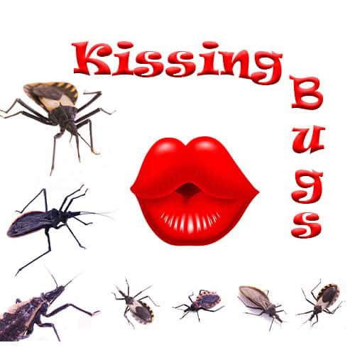 KISSING. Kissing Bugs How To Pest