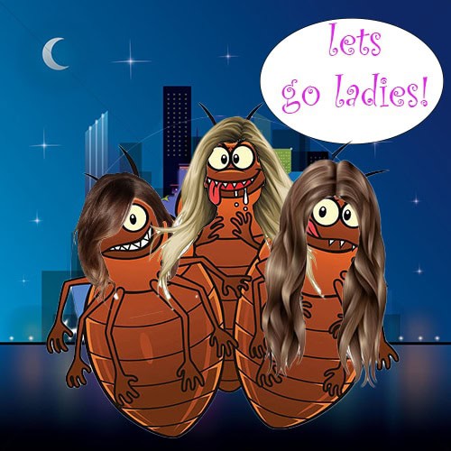 Bed Bugs and The City. How To Pest