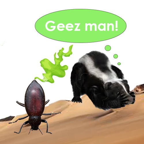 The Stink Beetle, Pinacate Beetle How To Pest
