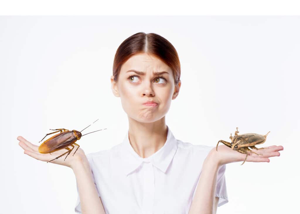 Is It a Water Bug or a Cockroach? How To Pest