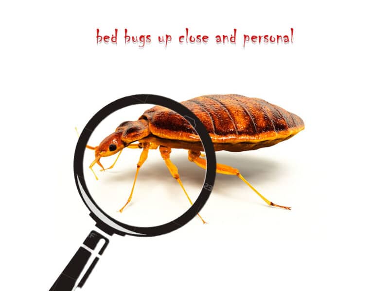 What Do Bed Bugs Look Like? How To Pest