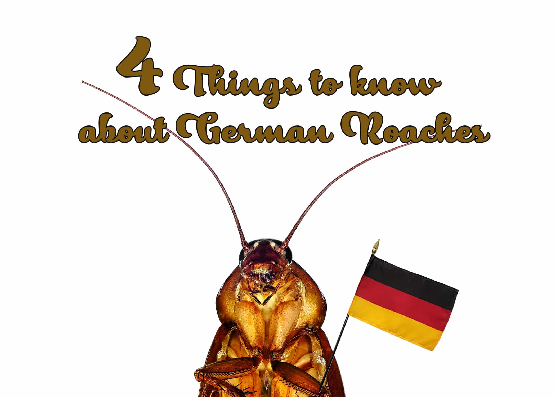 4 Things to Know About German Cockroaches. How To Pest