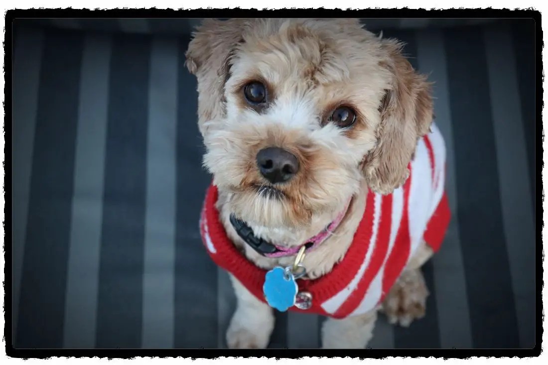 Best Puppy Potty Training Supplies (Essentials + Optionals)