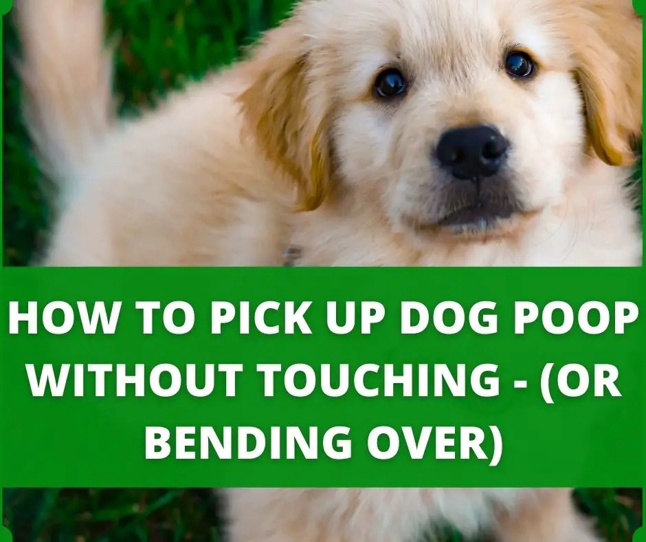 How To Pick Up And Throw Dog Poop While Walking? (Legally)