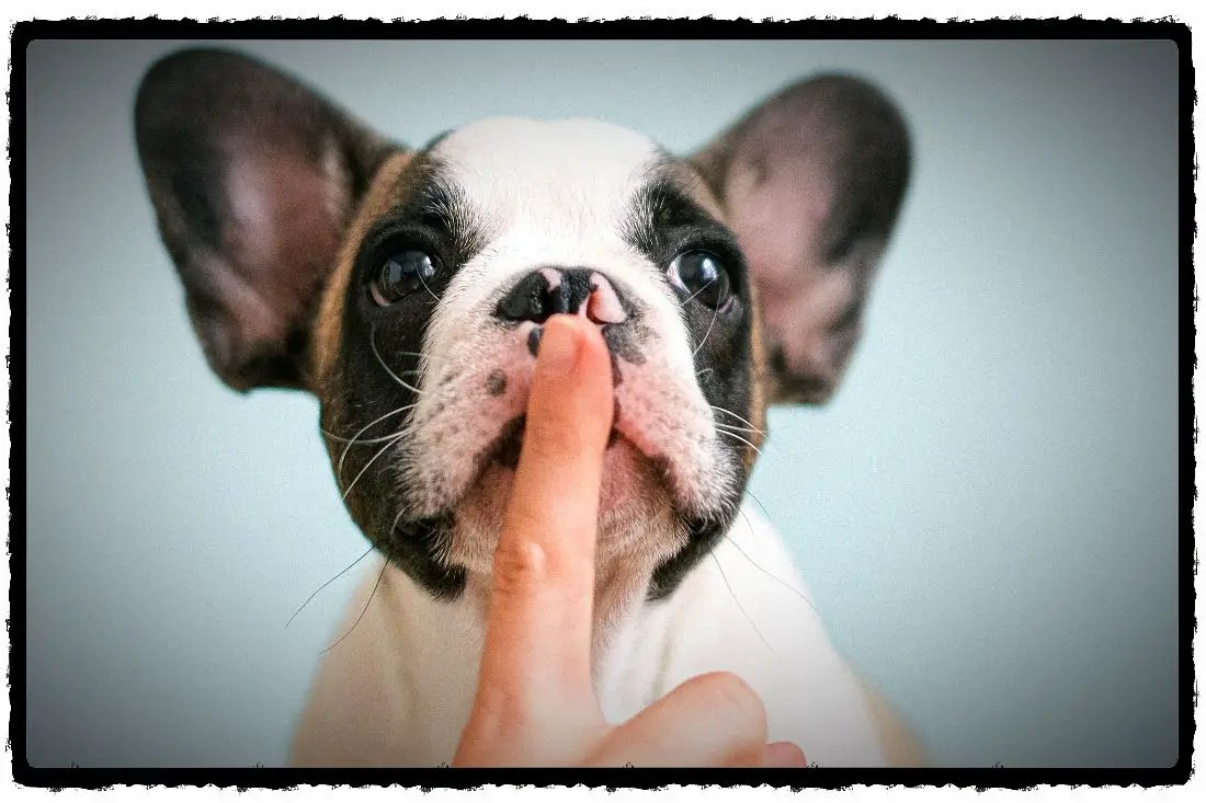 How To Train A Dog To A Pad at Samuel Fournier blog