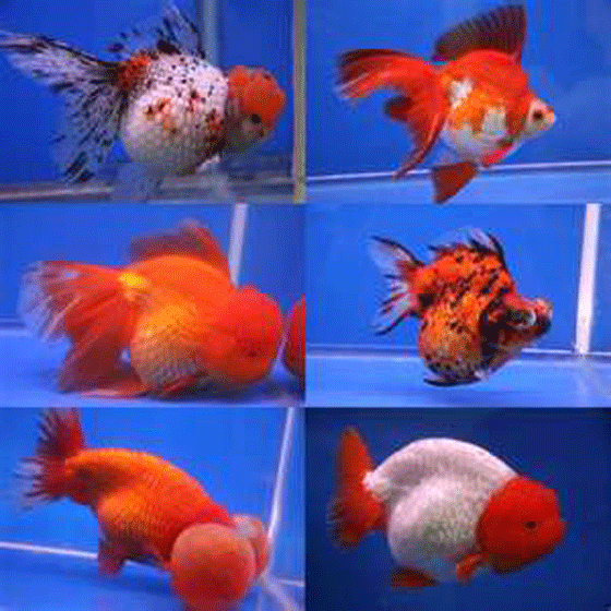 6fancygoldfish How to take care of goldfish