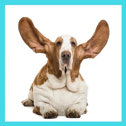 Successfully Train Your Dog Our 1 "Must Have" Tip