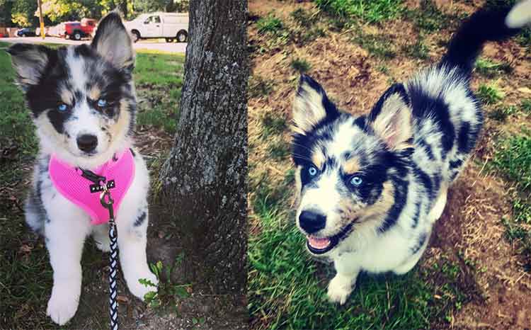 The Australian Shepherd Husky Mix Is Cute, But Is It A Good Pet?