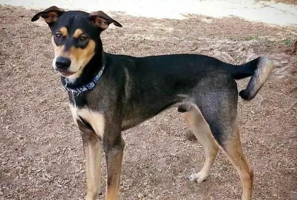 All About The Doberman Australian Shepherd Mix